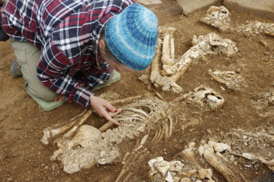 An archaeologist carefully uncovers a skeleton in an excavation pit. 